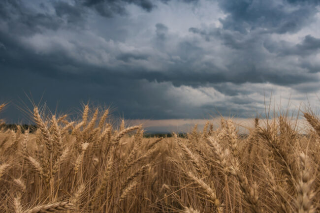 Rainy wheat field