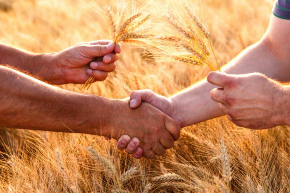 Farmers handshake over the wheat crop