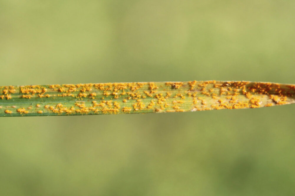 Wheat rust