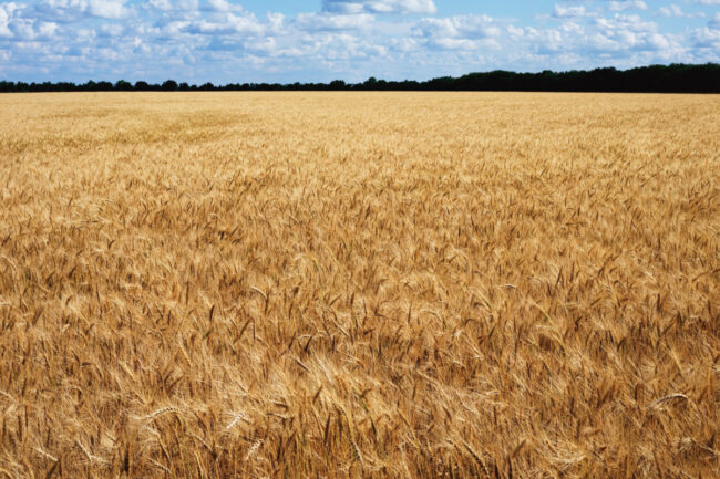 Winter wheat field