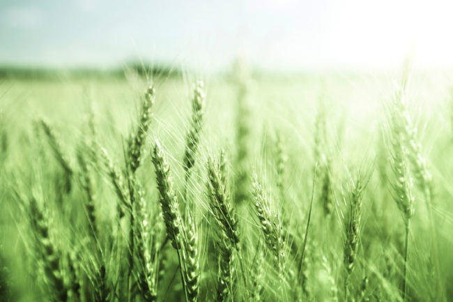 Green wheat field