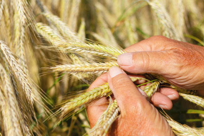 Kansas wheat commission research foundation