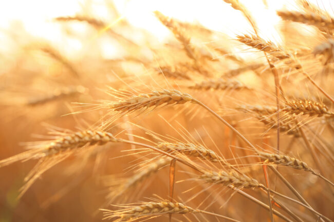 Wheat field