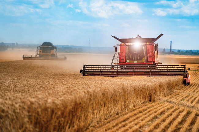 Wheat field harvest