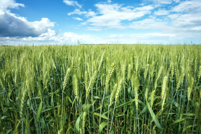 Spring wheat field