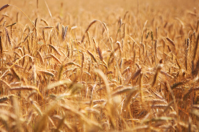 Canadian wheat field