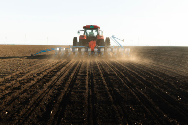 Soybean seeding