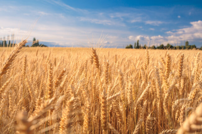 Wheat field