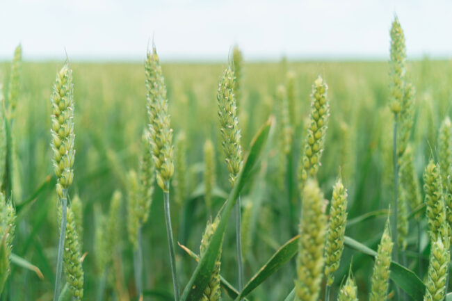 Winter wheat field