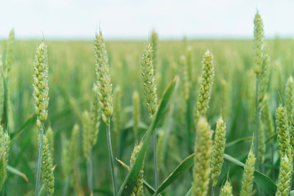 Winter wheat field