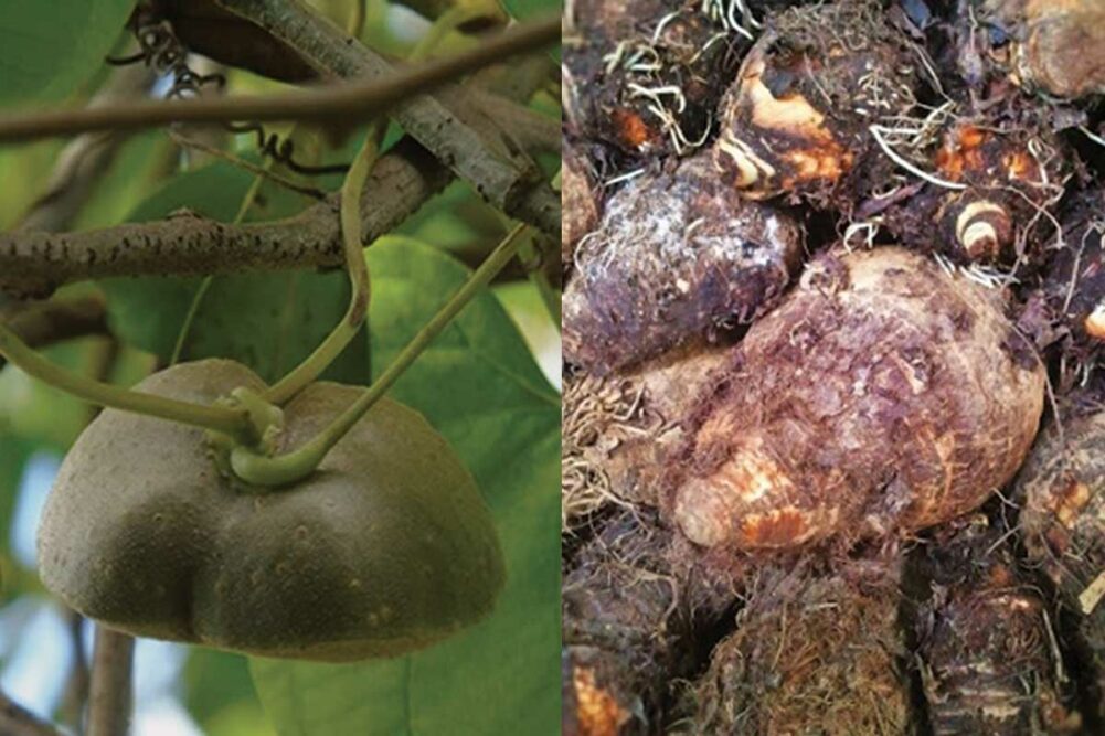 Dioscorea bulb, Xanthosoma sagittifolium tuber