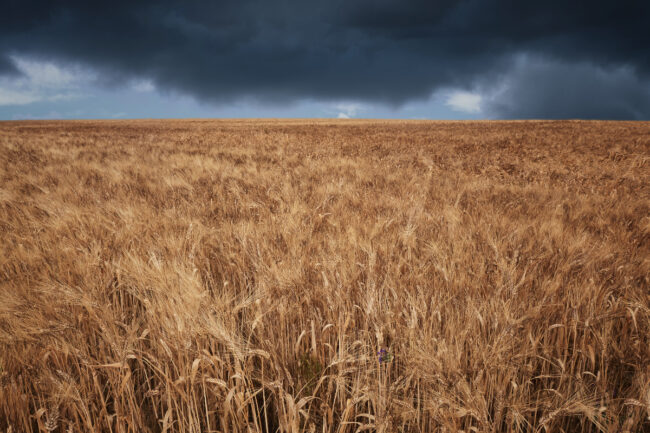 Storm over wheat field