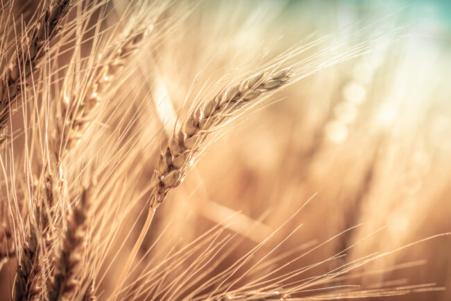 Wheat closeup