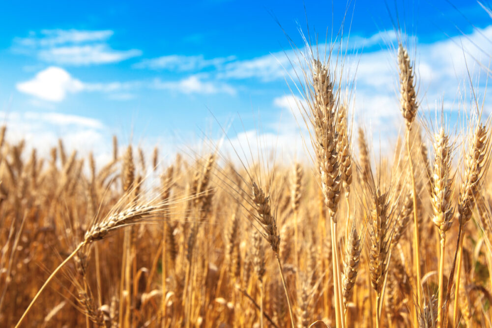 Winter wheat field