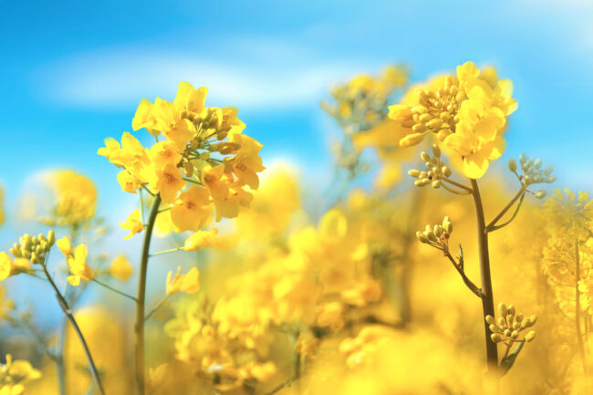 Canola field