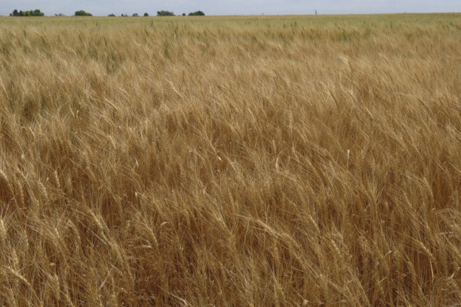 KSU wheat field