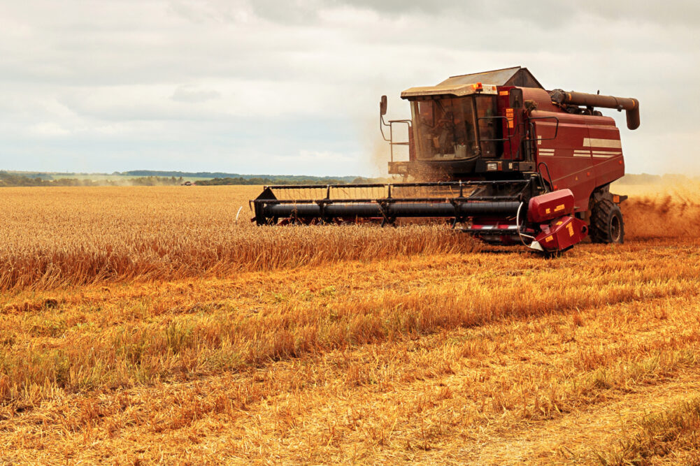 Wheat crop harvest