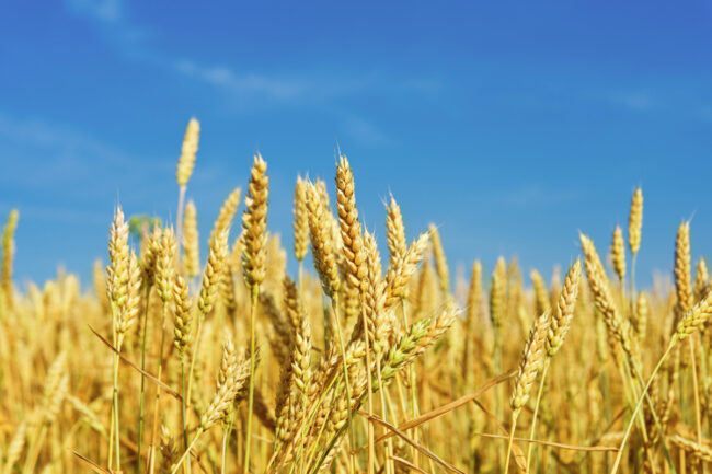 Wheat field