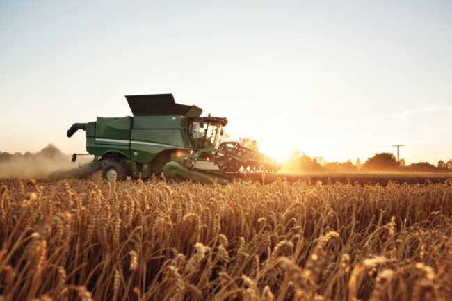 Wheat harvest