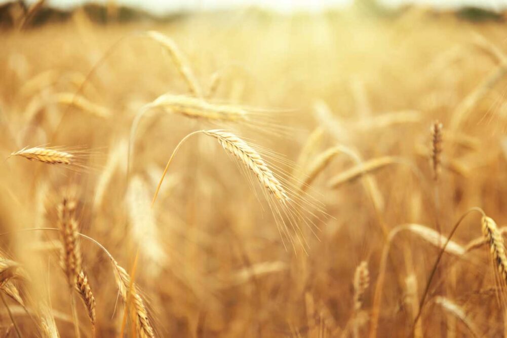 Wheat, Kansas State University