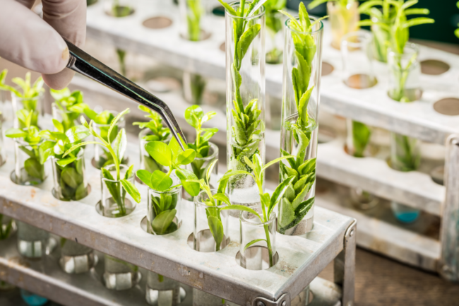 Plant breeding technology