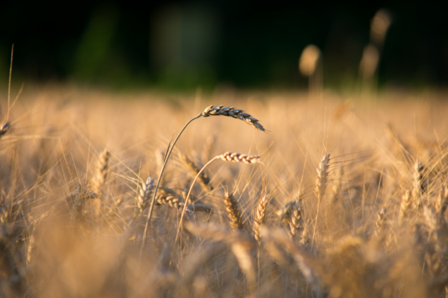 Gunsmoke Farms 2020 harvest