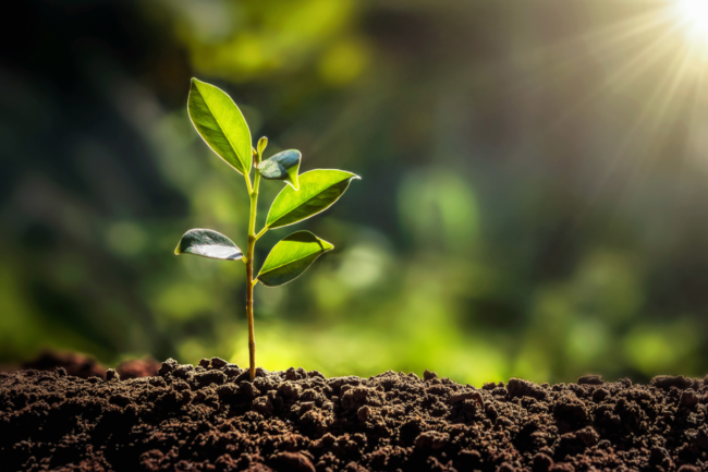 small tree growing with sunshine in garden