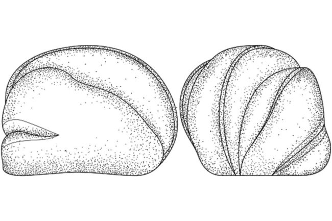 Ditsch, Patent