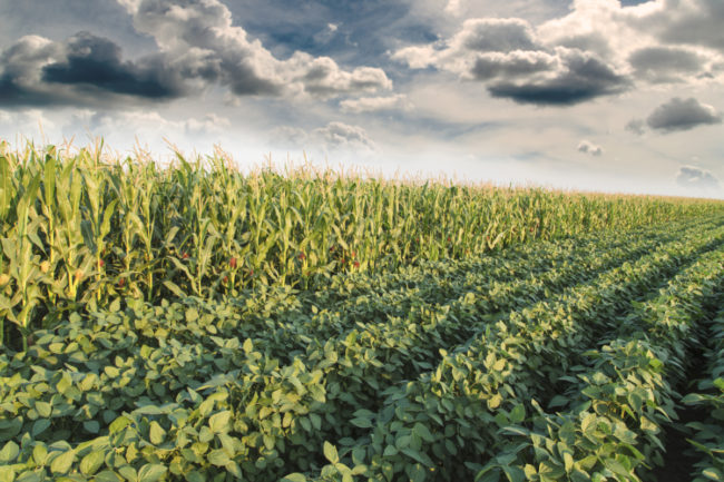 Corn and soybean fields.