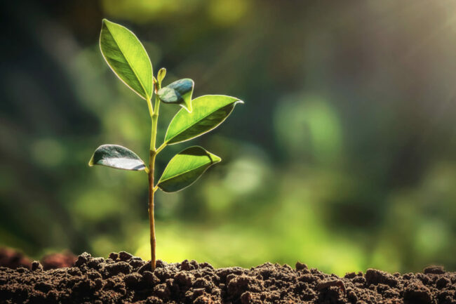 Hand holding a tree sprout and soil