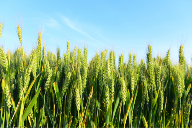 Winter wheat crop