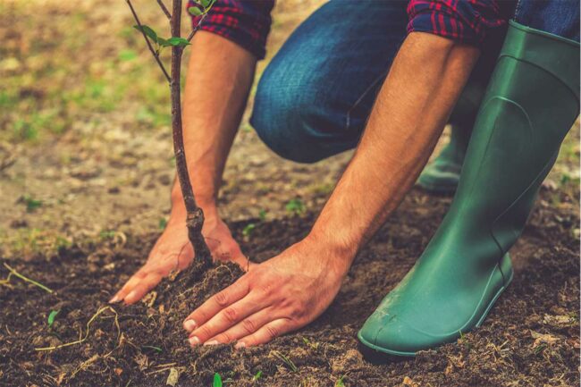 Tree Planting, Adobe Stock