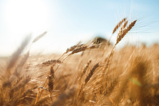 Bent wheat in a field