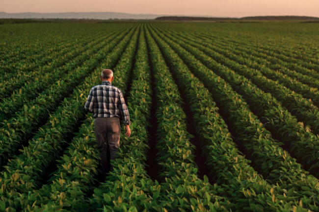 Farmer walking in soybean field