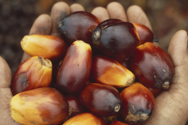 Hands holding palm fruit