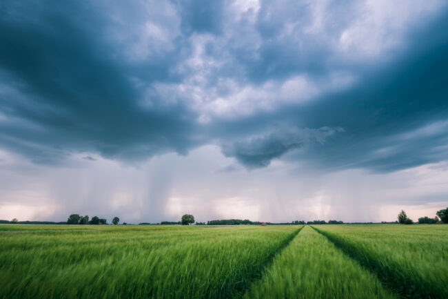 Rainstorm over wheat field