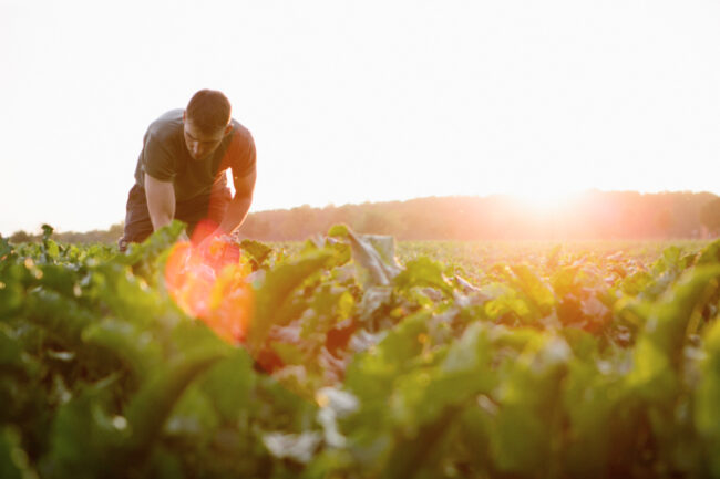 Farmer in the field