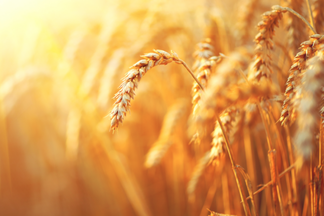 wheat field