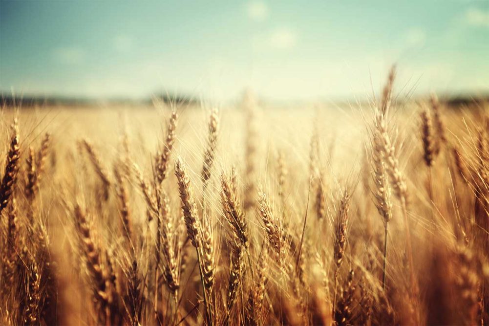 Adobe Stock, Wheat Field