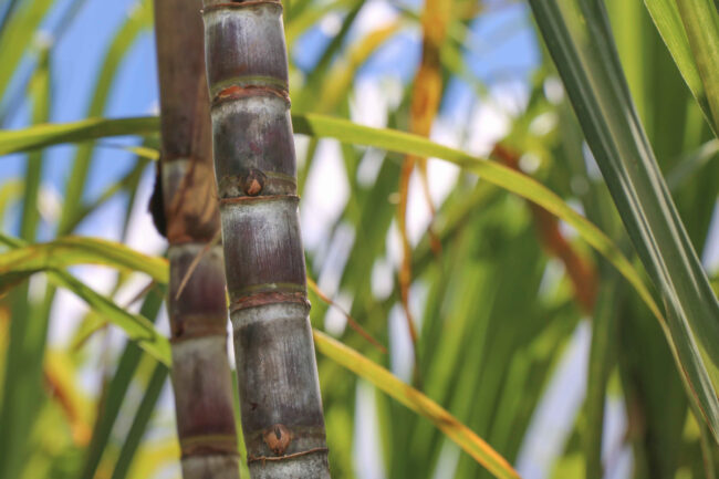 ASR Group sugar cane