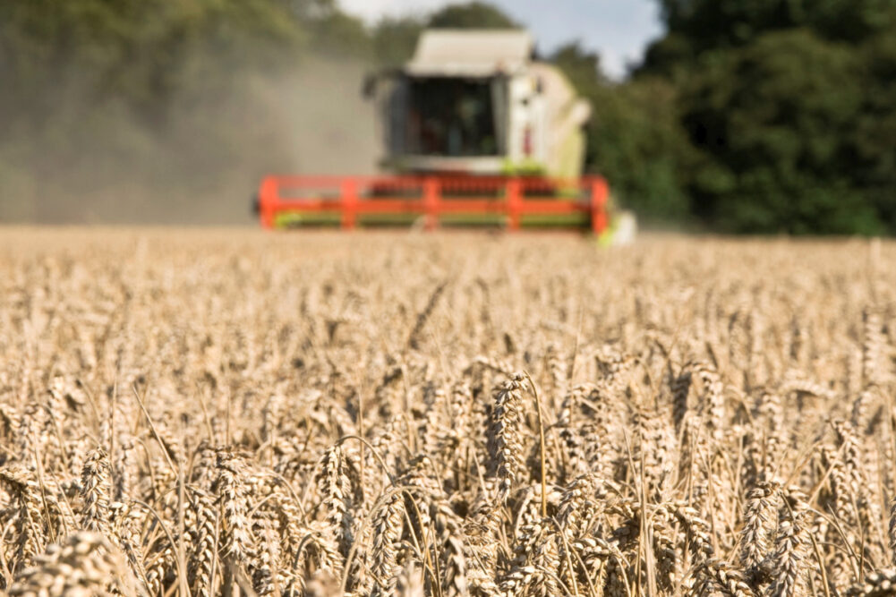 Harvesting wheat