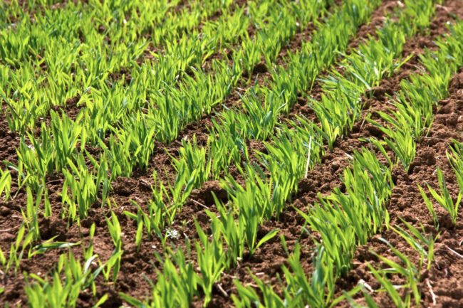 Wheat planting