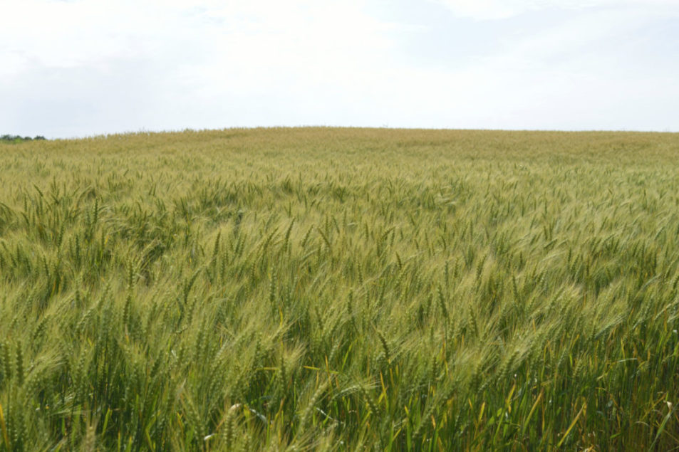 Combines making short shrift of spring wheat harvest | 2021-08-06 ...