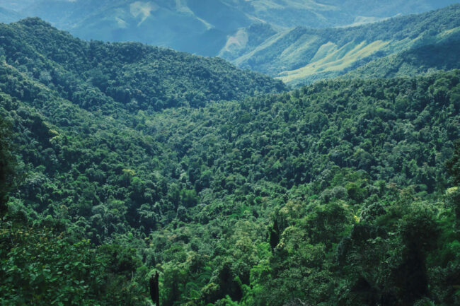 Forested mountains