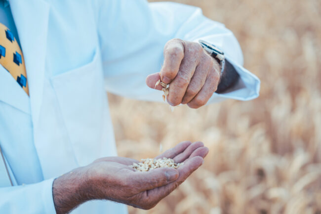 Grain inspection