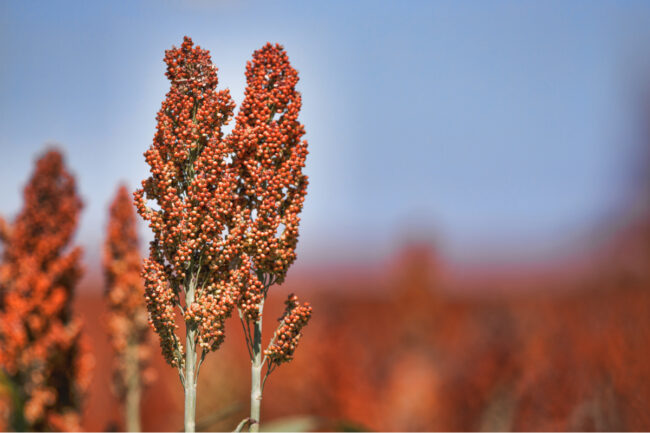 Sorghum plant