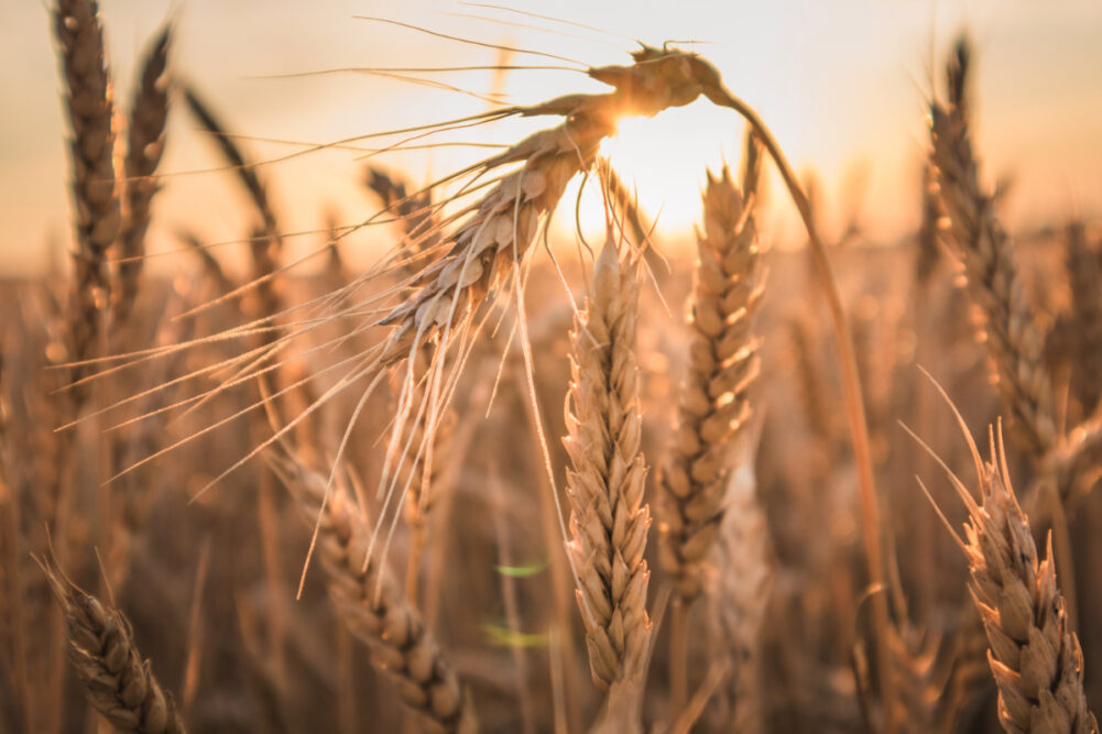 Wheat crop