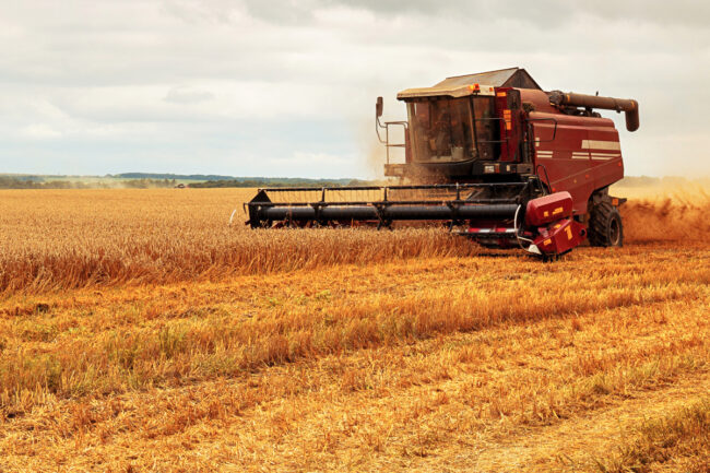 Wheat harvest