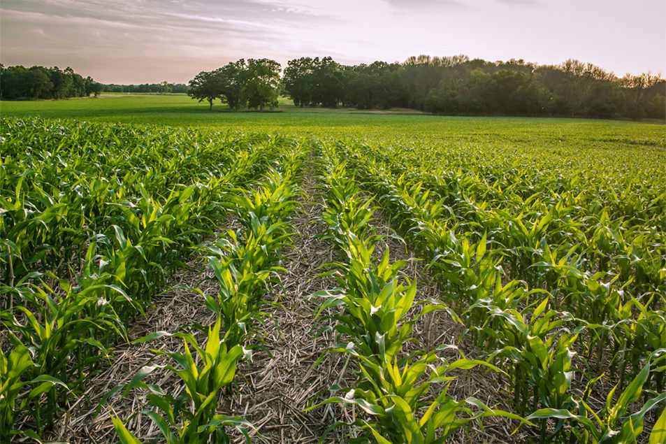 Study finds nutritional benefits from regenerative agriculture | Baking ...