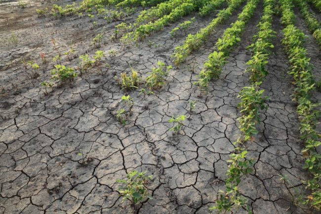 Soybean field in drought